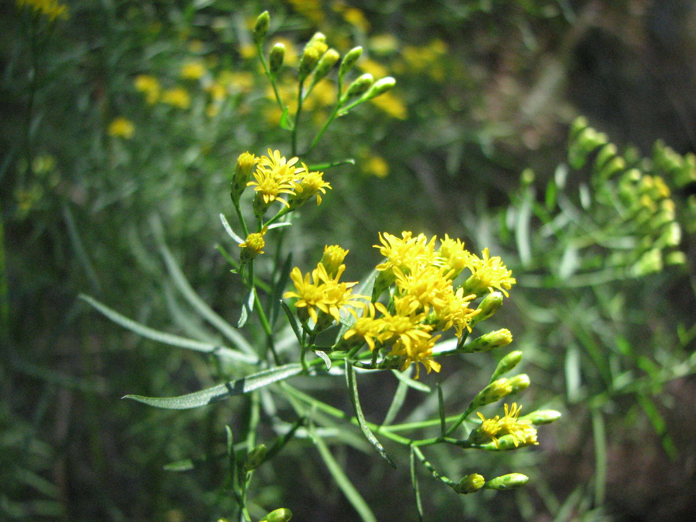 Plancia ëd Euthamia caroliniana (L.) Greene ex Porter & Britt.