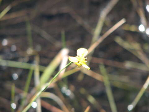 Image de Xyris difformis Chapm.