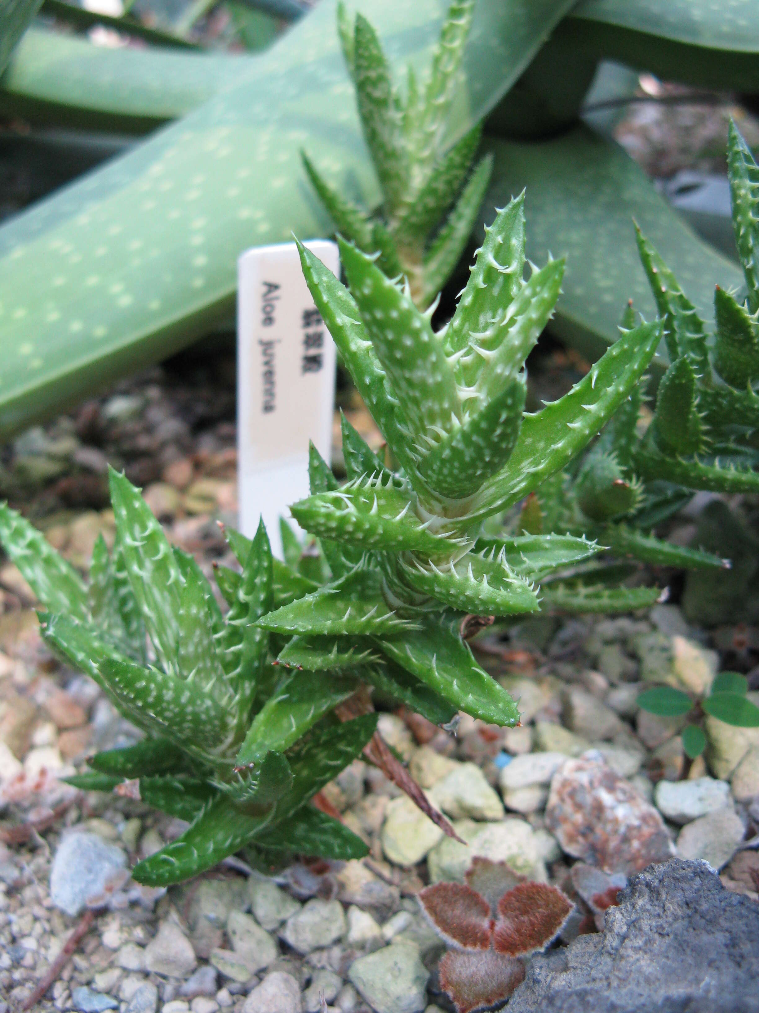 Aloe juvenna Brandham & S. Carter resmi