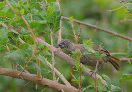Image of Scaly Babbler