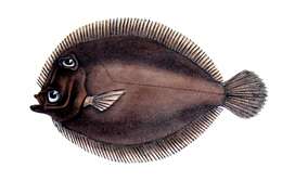 Image of Eyed Flounder