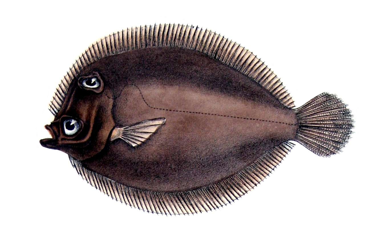 Image of Eyed Flounder