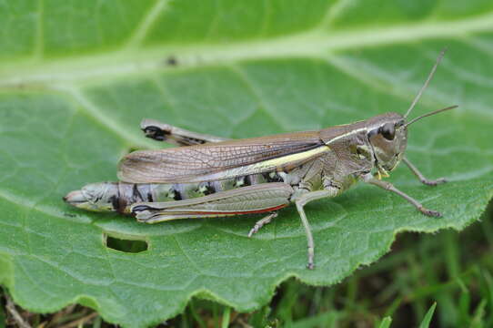 Image of Large marsh grasshopper