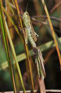 Image of Large marsh grasshopper