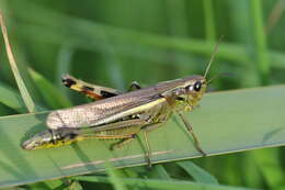 Image of Large marsh grasshopper