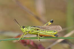 Image of Large marsh grasshopper