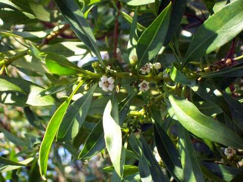 Image of Myoporum tenuifolium G. Forster