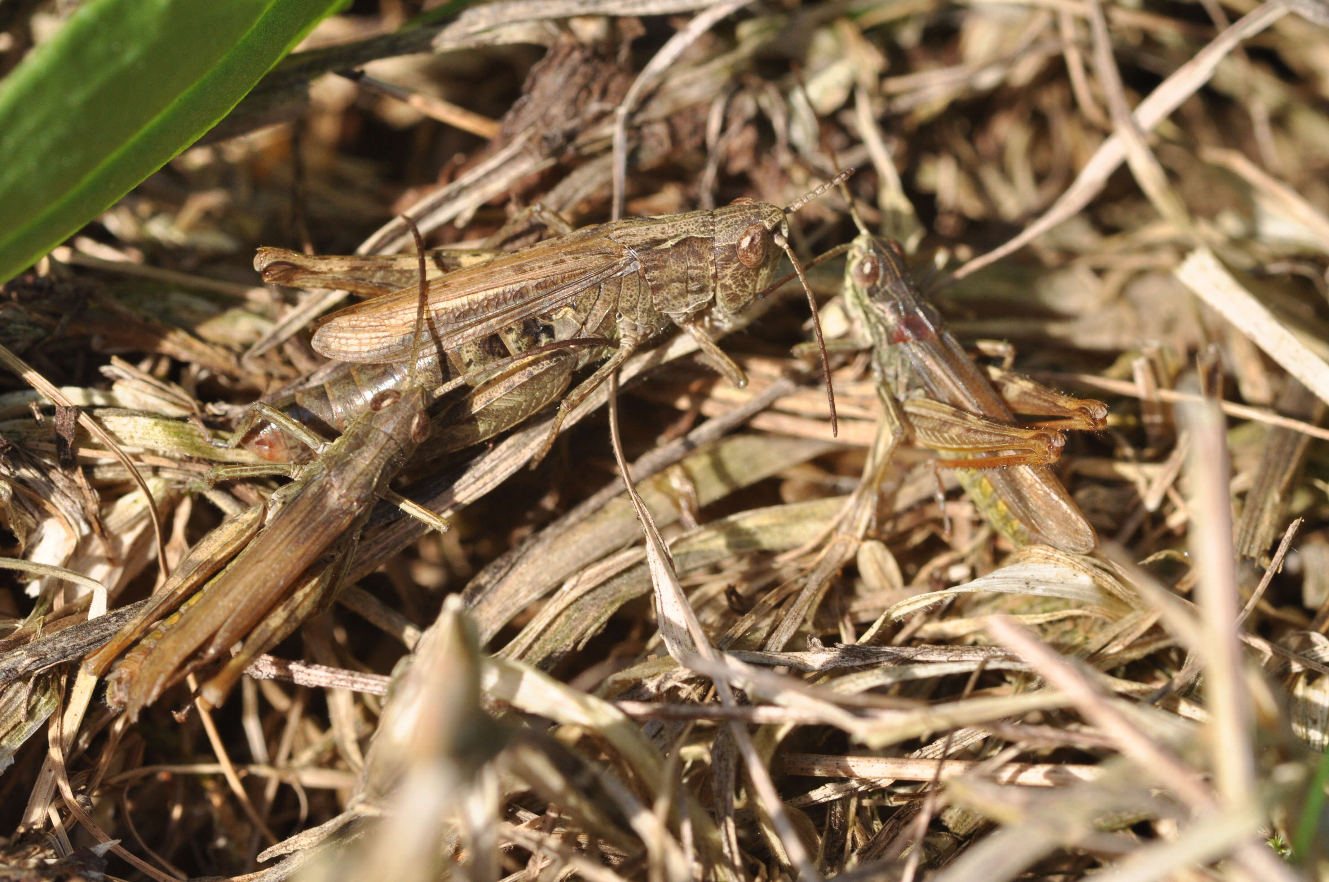 Image de criquet des adrets