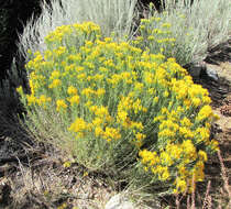 Image de Ericameria nauseosa (Pall. ex Pursh) G. L. Nesom & G. I. Baird