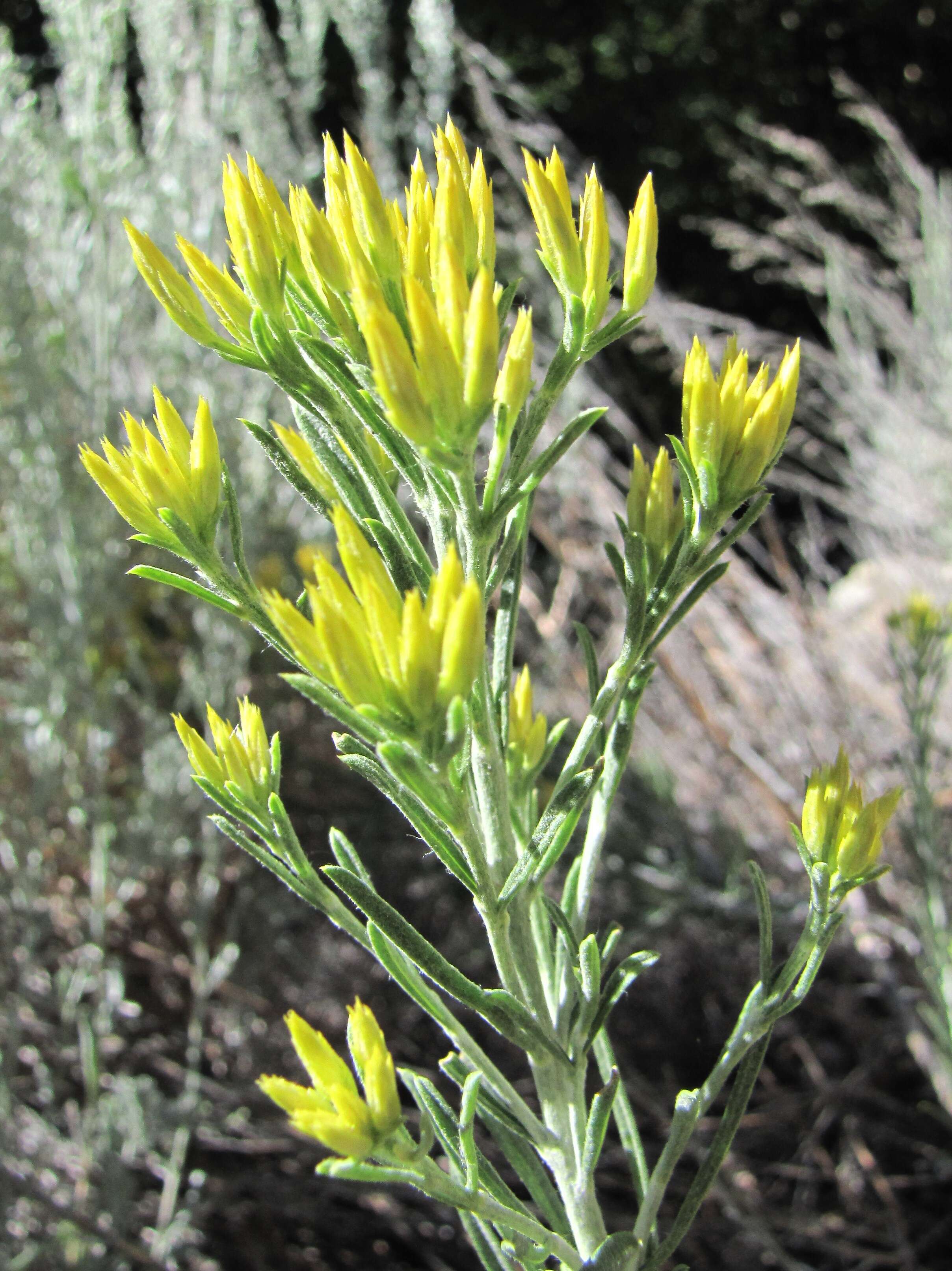 Image de Ericameria nauseosa (Pall. ex Pursh) G. L. Nesom & G. I. Baird