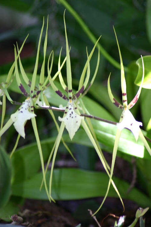 Image of Brassia gireoudiana Rchb. fil. & Warsz.