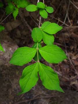 Image of Korean weigela