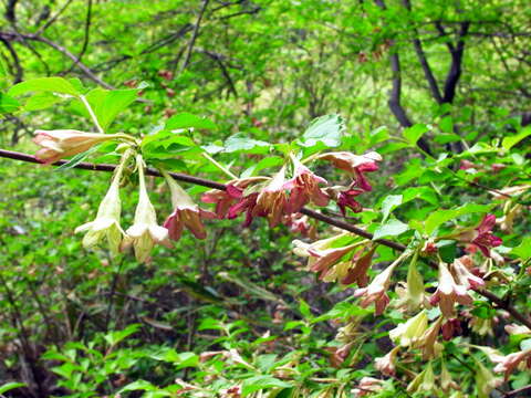 Image of Korean weigela