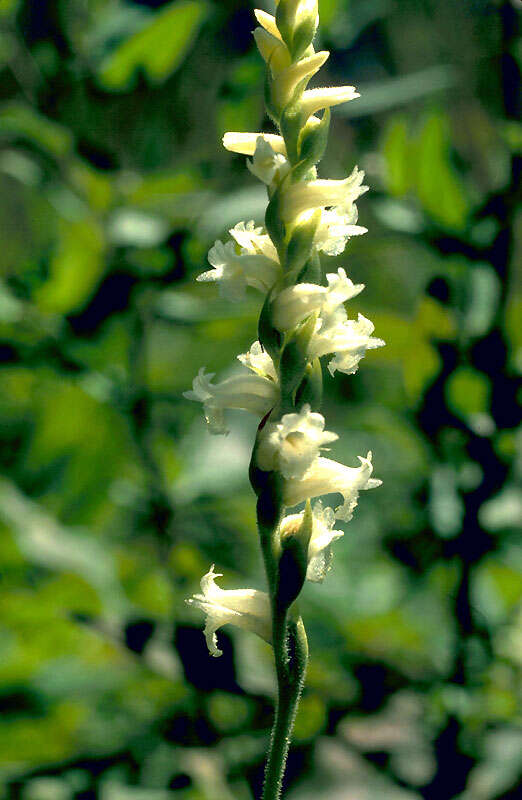 Image of Nodding lady's tresses