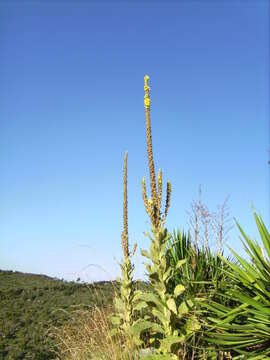 Image of Great Mullein