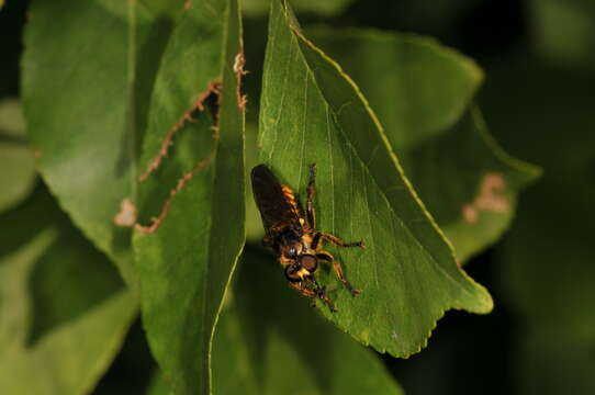 Image of Choerades fimbriata