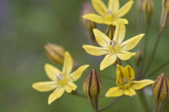 Image of Coast Range triteleia