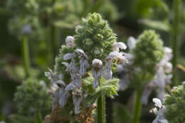 Imagem de Stachys pycnantha Benth.