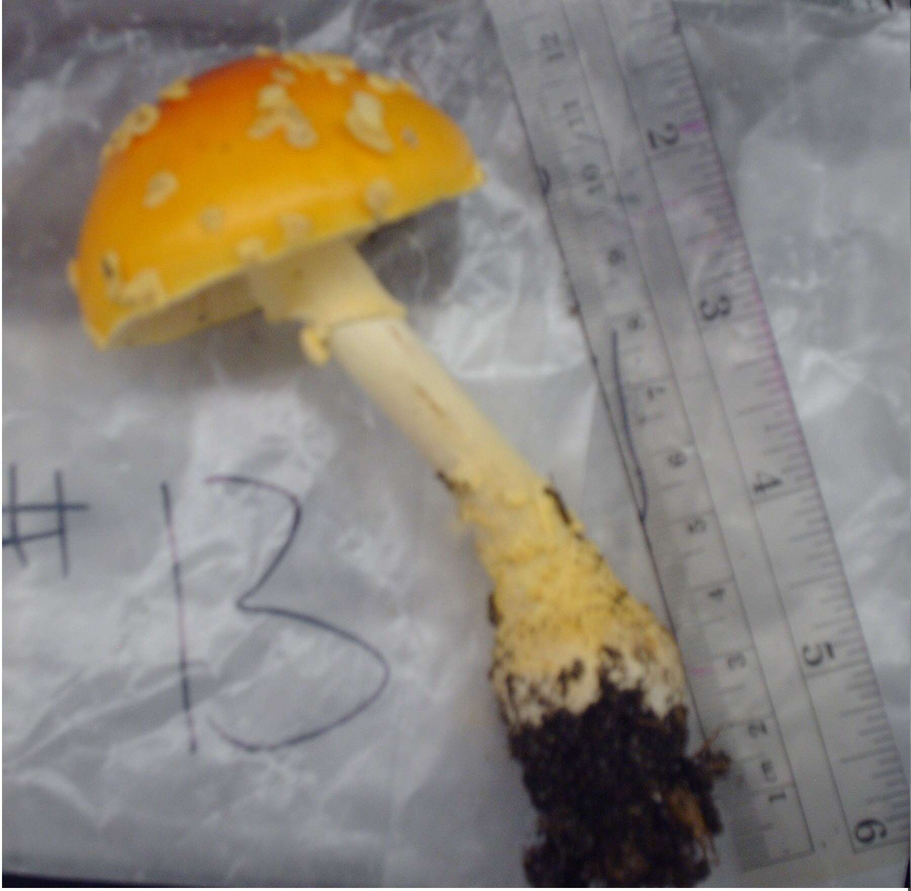 Image of Amanita flavoconia G. F. Atk. 1902