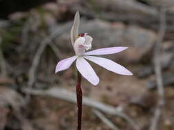 Image of Dusky fingers orchid