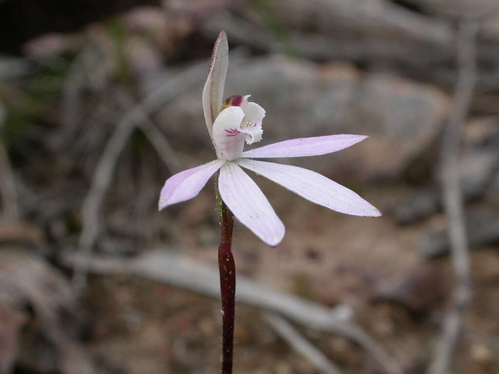 Image of Dusky fingers orchid