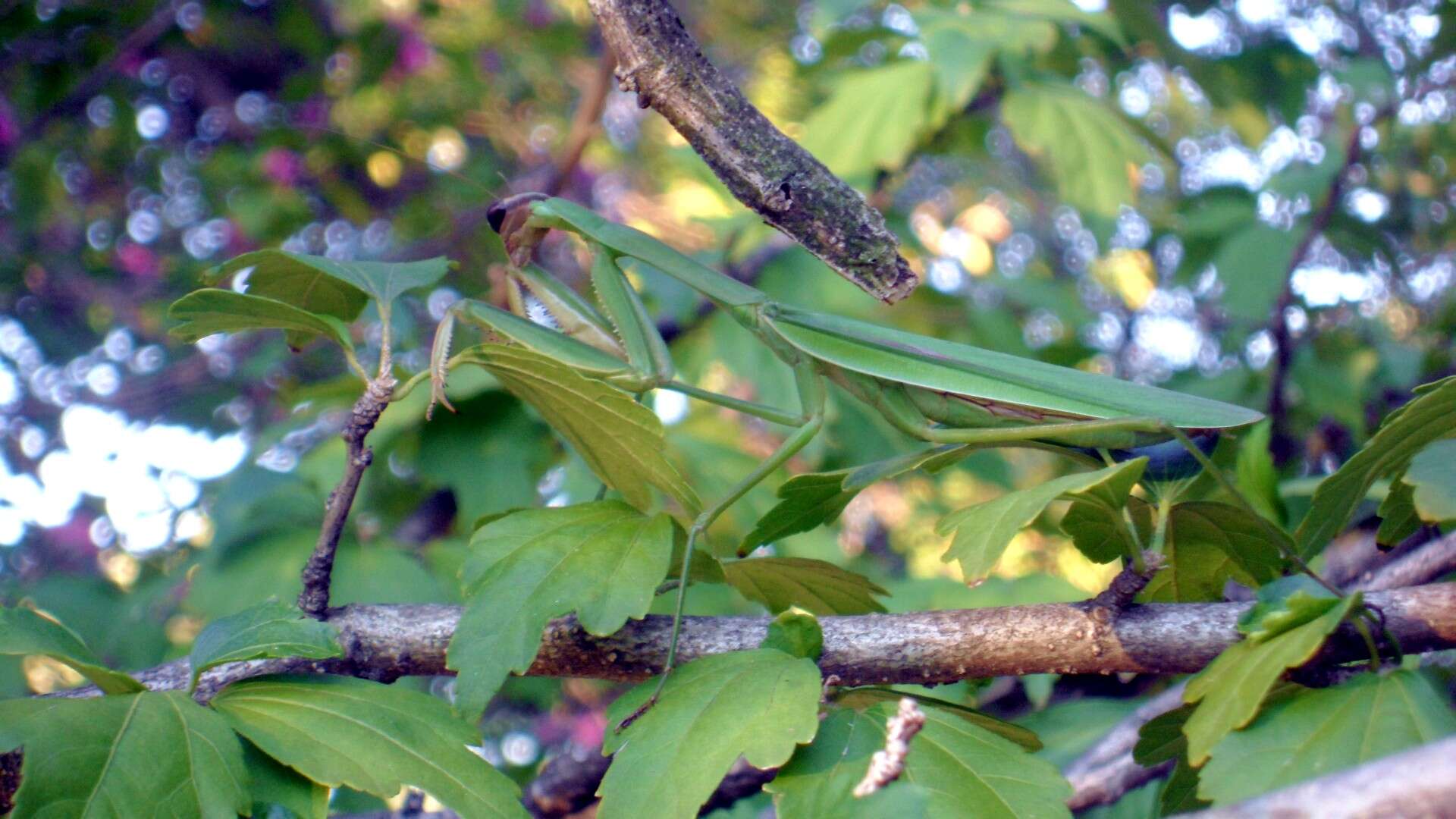 Image of Chinese mantis