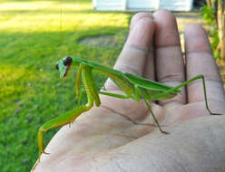 Image of Chinese mantis