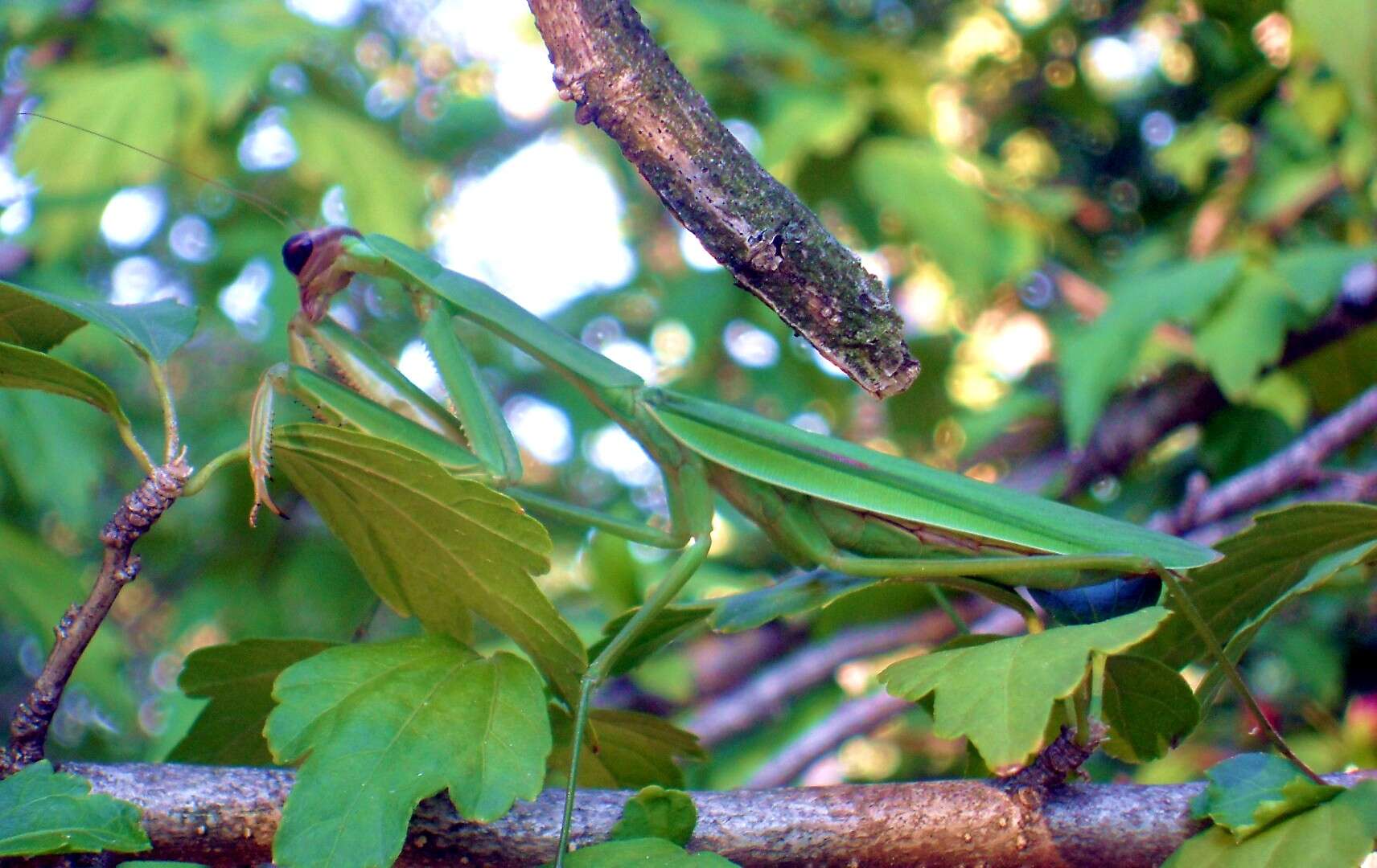 Image of Chinese mantis