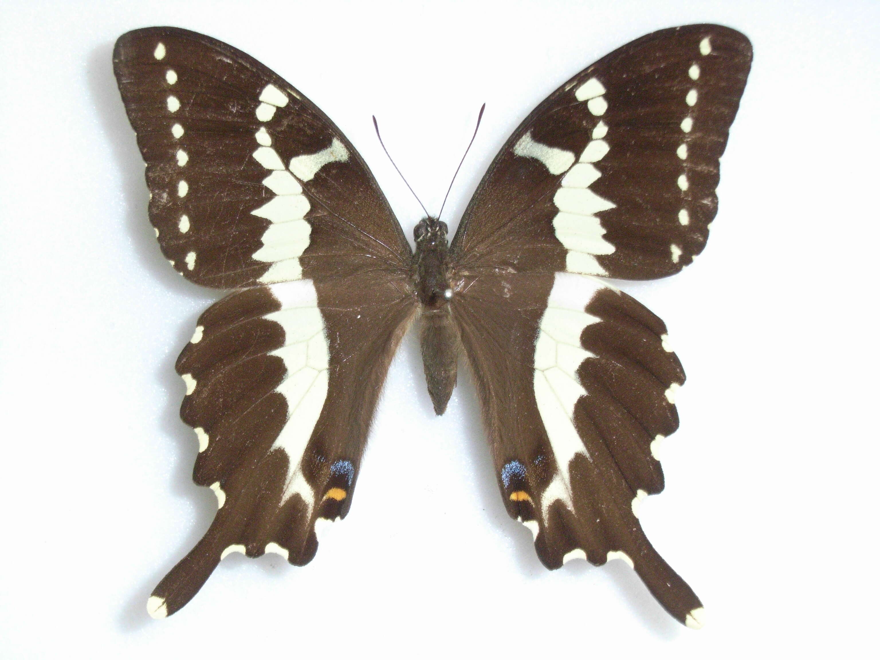 Image of Papilio delalandei Godart (1824)