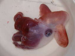 Image of Grimpoteuthis discoveryi Collins 2003