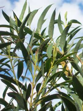 Image of Eucalyptus deuaensis D. J. Boland & P. M. Gilmour