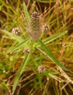 Слика од Pogostemon stellatus (Lour.) Kuntze