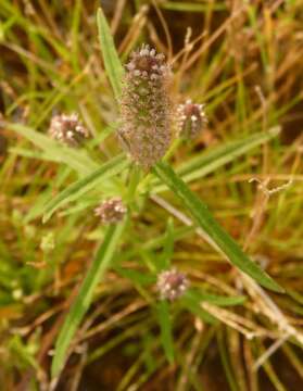 Image de Pogostemon stellatus (Lour.) Kuntze