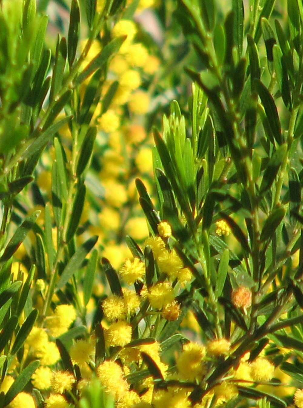 Image of Acacia lineata A. Cunn. ex G. Don