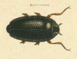 Gyrinus minutus Fabricius 1798的圖片