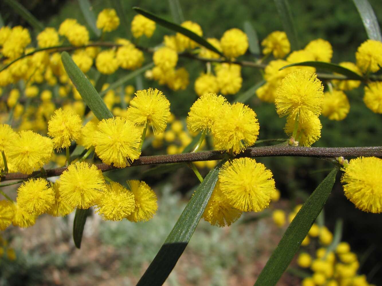 Image of Mallee Wattle