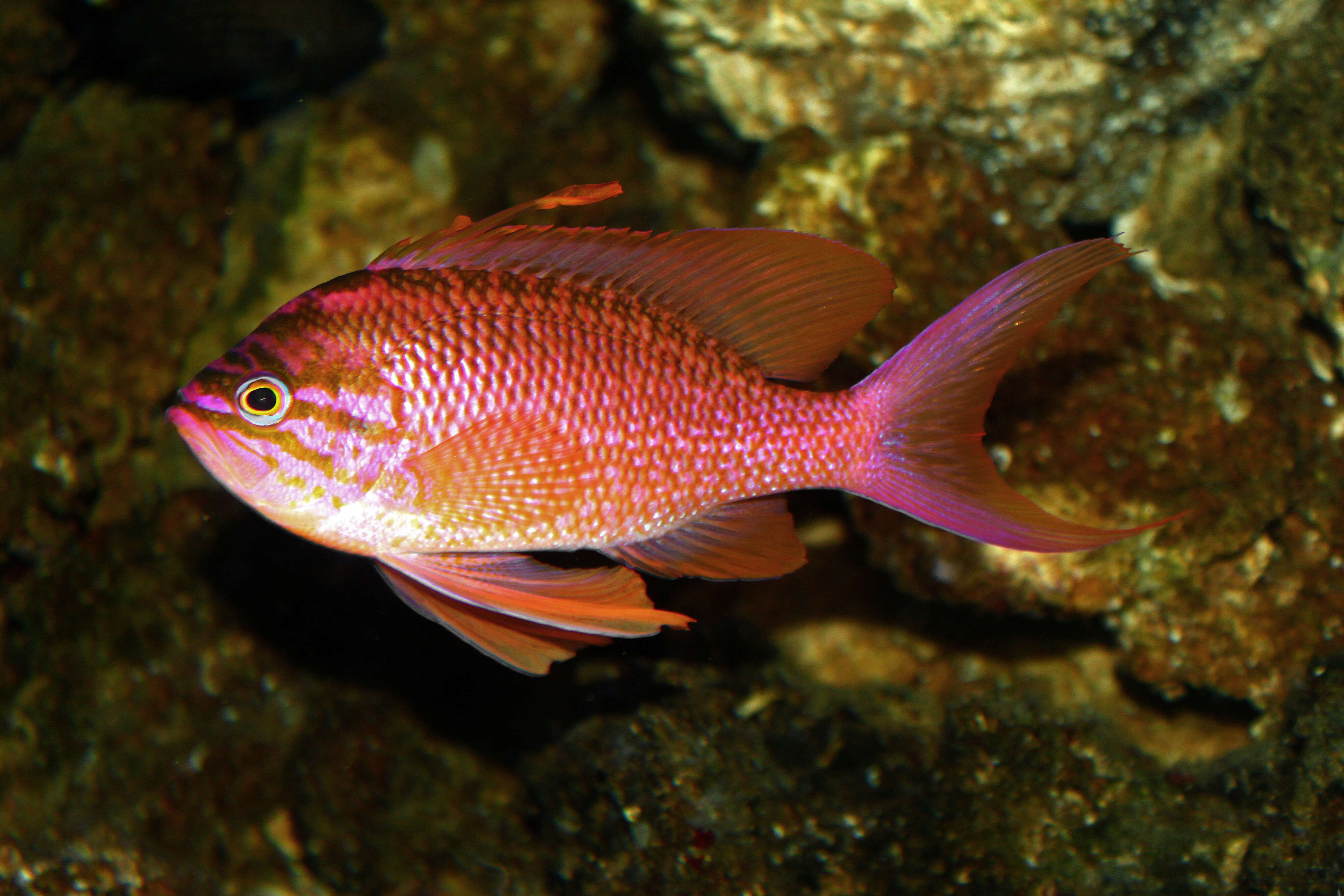 Plancia ëd Anthias anthias (Linnaeus 1758)