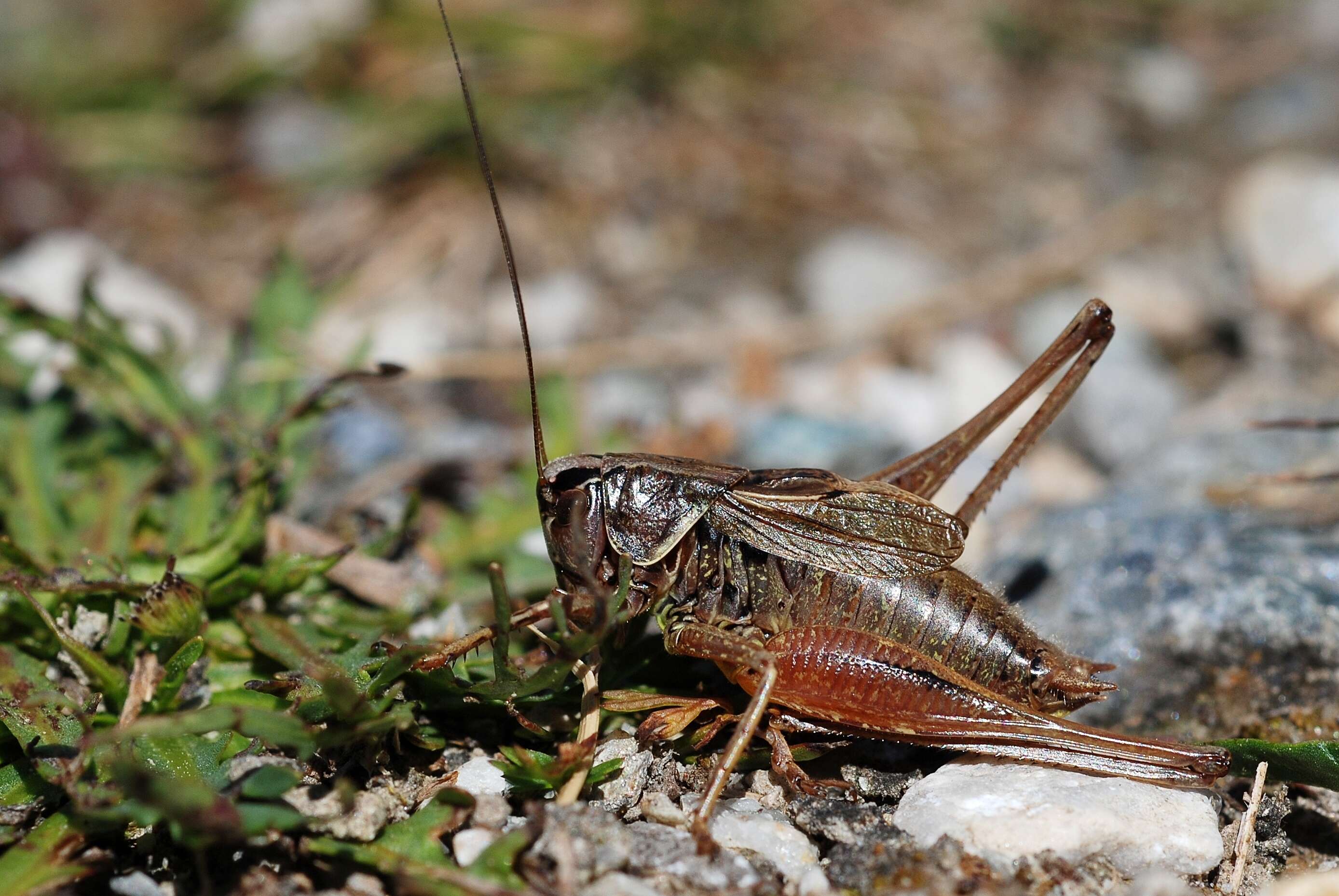 Image of Metrioptera saussuriana (Frey-Gessner 1872)