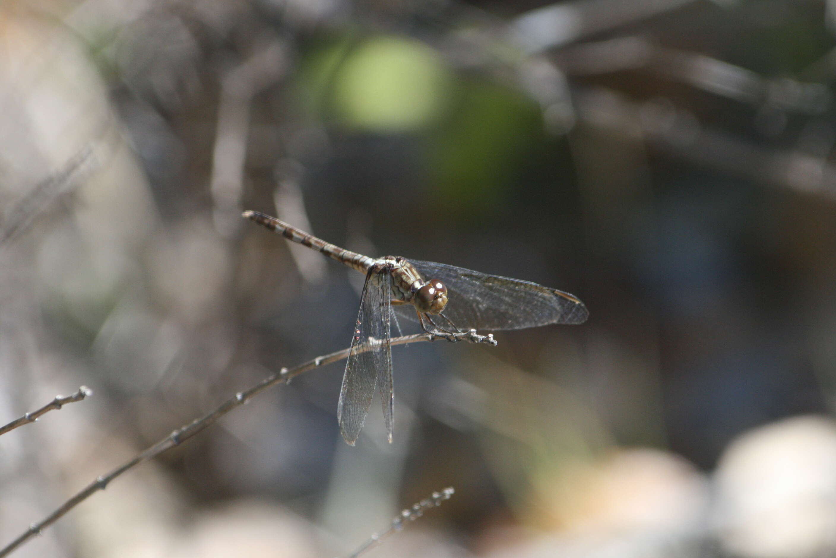 Sivun Erythrodiplax umbrata (Linnaeus 1758) kuva