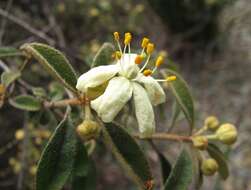 Image of Asterolasia hexapetala (A. Juss.) Druce