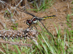 Image of Bar-winged Skimmer