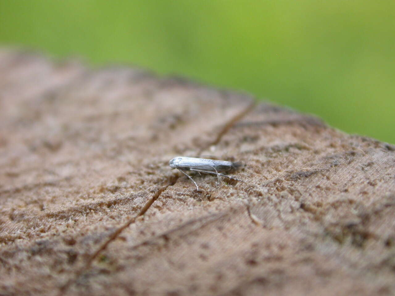 Image of apple leaf miner