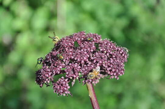 Imagem de Angelica gigas Nakai