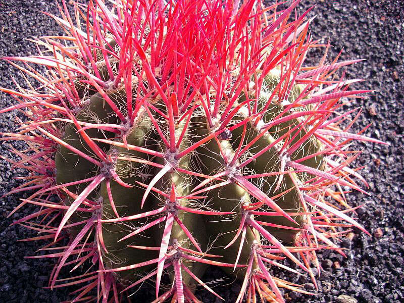 Image of Ferocactus haematacanthus (Muehlenpf.) Britton & Rose