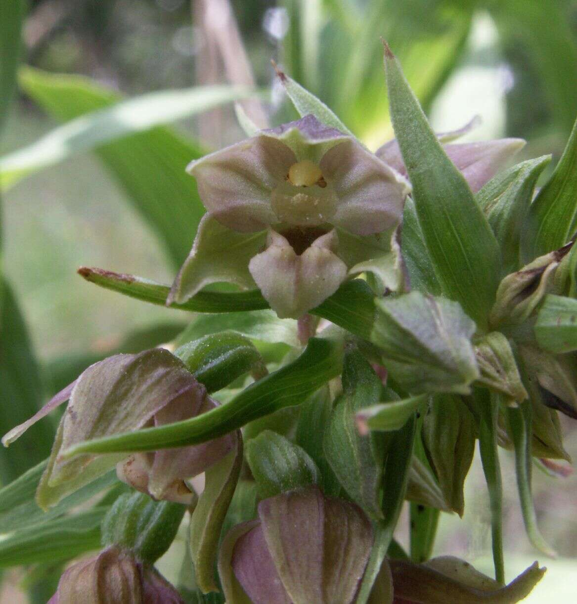 Image of Epipactis helleborine subsp. orbicularis (K. Richt.) E. Klein