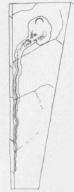 Image of Ectoedemia clemensella (Chambers 1873) Wilkinson et al. 1979