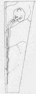 Image de Ectoedemia clemensella (Chambers 1873) Wilkinson et al. 1979