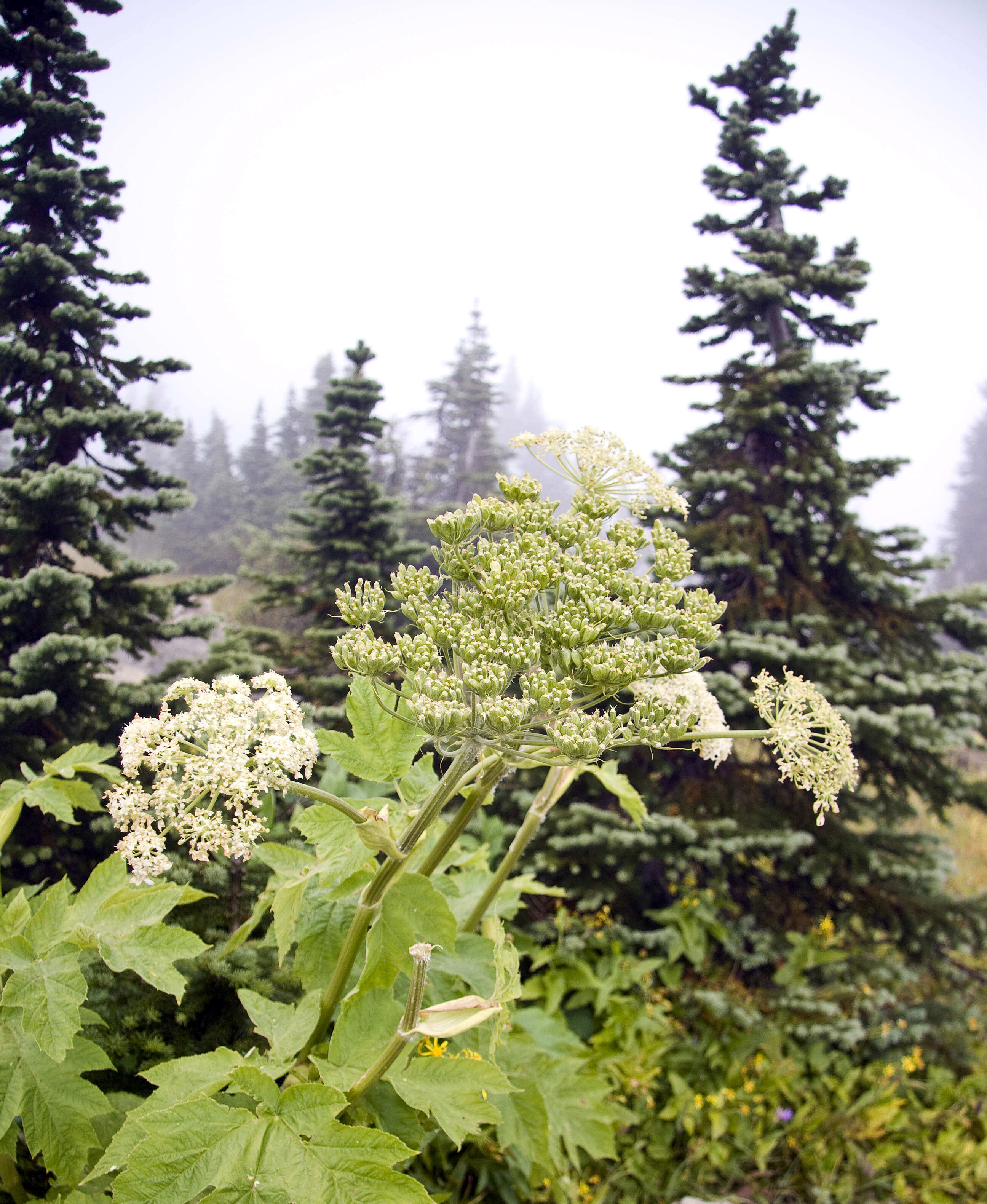 Plancia ëd Heracleum sphondylium subsp. montanum (Schleicher ex Gaudin) Briq.