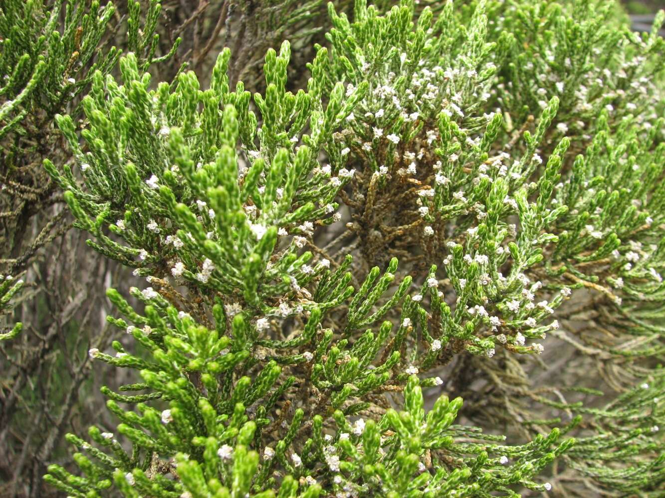 Image de Ozothamnus cupressoides Puttock & D. J. Ohlsen