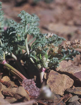 Image of Howell's umbrellawort